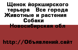 Щенок йоркширского терьера - Все города Животные и растения » Собаки   . Новосибирская обл.